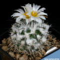 Turbinicarpus viereckii ssp. major