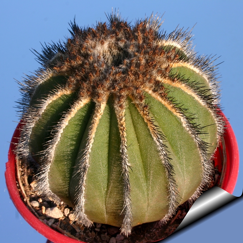 Uebelmannia Pectinifera Uebelmania Pectinifera