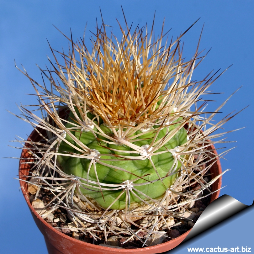 Cactus-Graines Weingartia mélange d’espèces