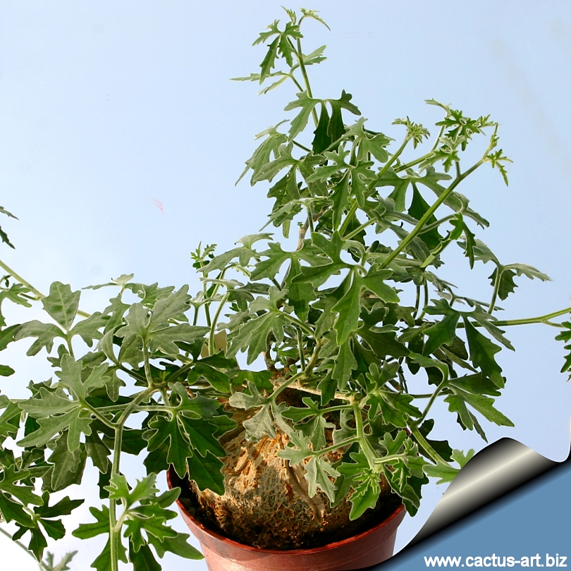 Zygosycos tripartitus (Xerosycos tripartitus)