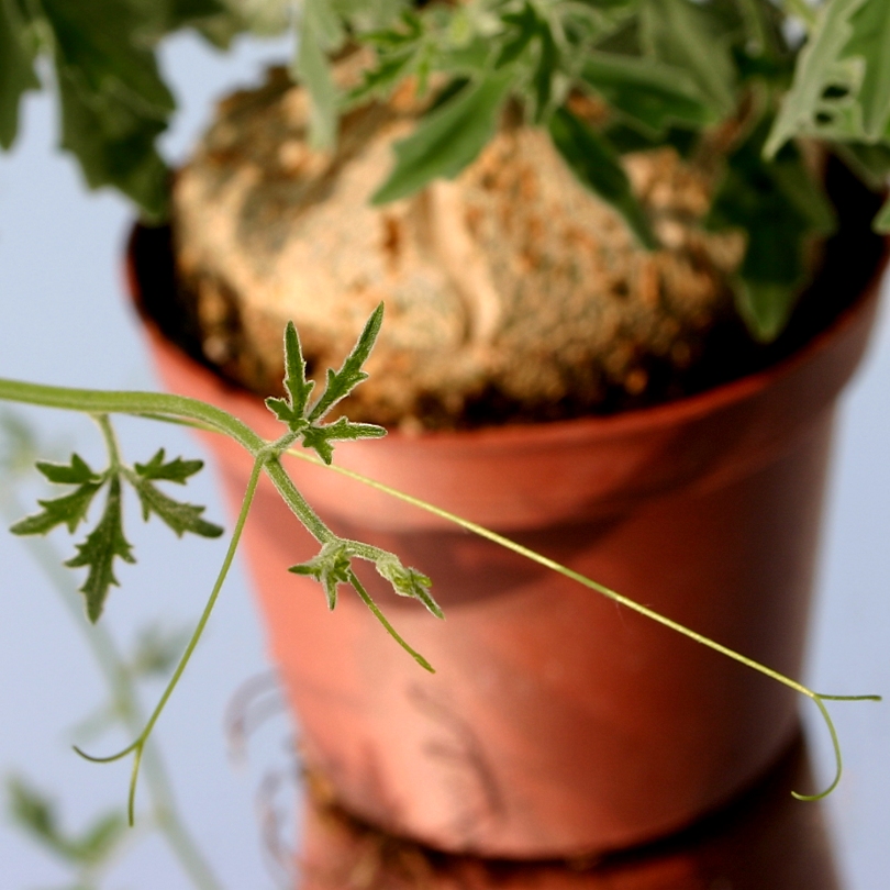 Zygosycos tripartitus (Xerosycos tripartitus)