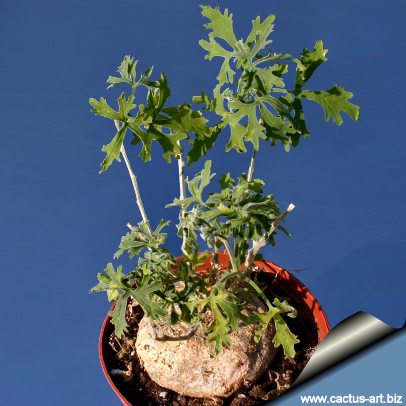 Zygosycos tripartitus (Xerosycos tripartitus)