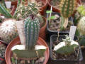 Pilosocereus bradei and Ferobergia hybrid