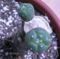 Lophophora williamsii grafted on Austrocylindropuntia subulata