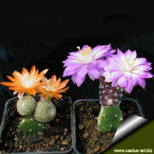 Young Rebutias heliosa and Mammillaria theresae in flowers